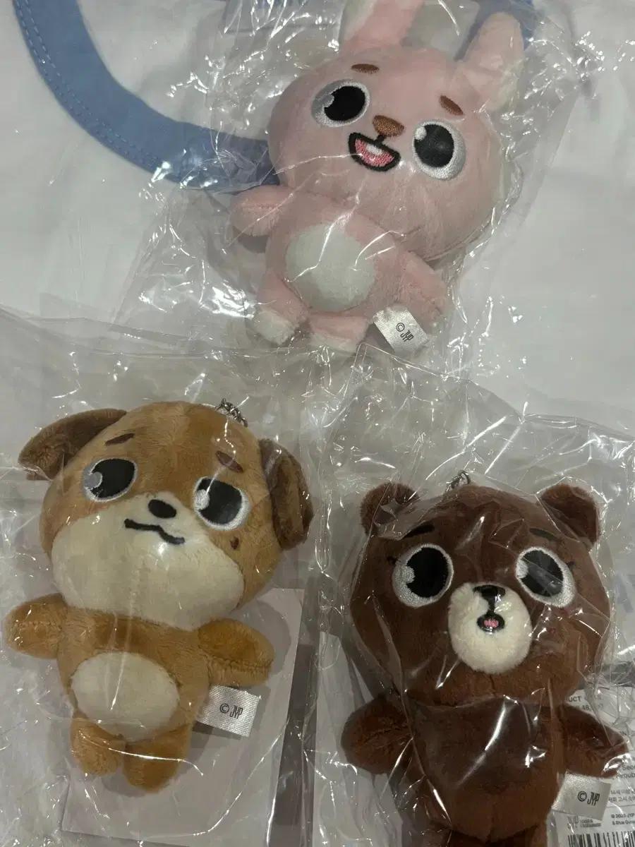 데이식스 일본 엠디 백참
