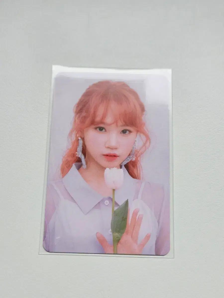 아이즈원 르세라핌 김채원 채원 팝업스토어 비올레타 포카 판매